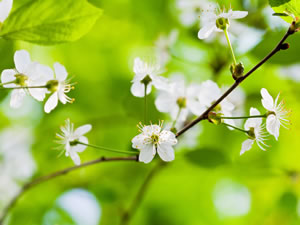 Obstbaum Blüten