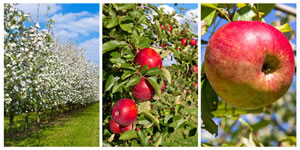 Obst Collage