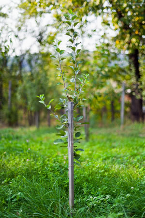 Obstbaum pflanzen