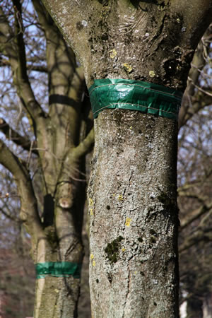 Leimring am Obstbaum