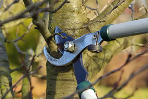 obstbaum schneiden