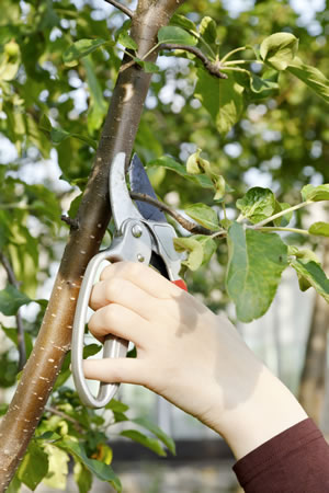 Obstbaumschnitt