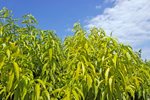Krone des Pfirsichbaums