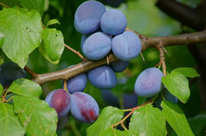 Pflaumenbaum