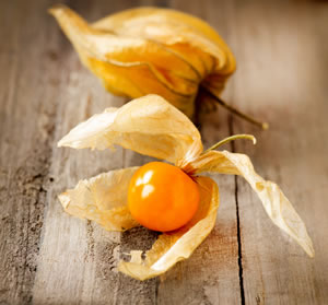 Ernte von Andenbeeren