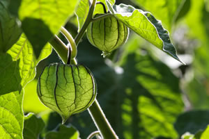 Physalis Pflanze