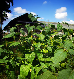 Andenbeere Pflanze