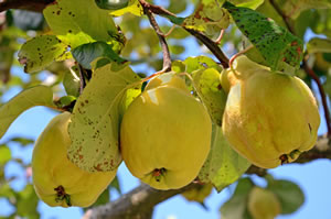 Quitten am Baum