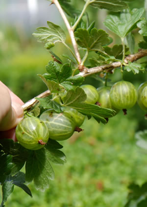 Ernte von Stachelbeeren