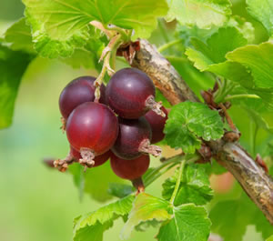 rote Stachelbeere