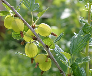 Stachelbeeren am Strauch
