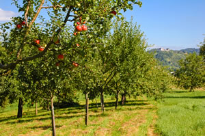 Streuobstwiese