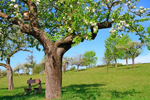 Streuobstwiese Apfelbäume