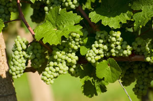 Weinreben im Garten anbauen