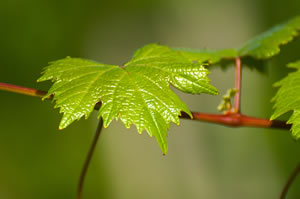 Laub am Weinstock