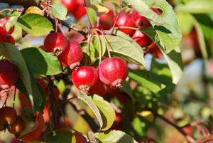 Zierapfel