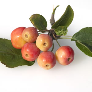 Zierapfel-Zweig