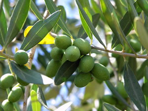 Zweig des Olivenbaums