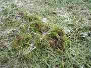 Rasen mit Moos