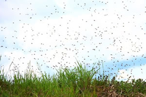 Schwarm von Erdbienen