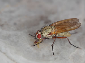 Obstfliege