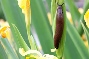 Schnecke an Lilie
