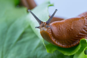 Nacktschnecke an Salat