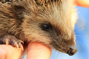 junger Igel