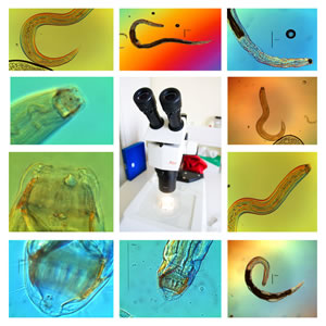 Nematoden