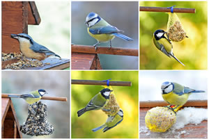 Vögel Collage