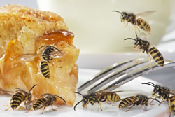 Wespen am Kuchen