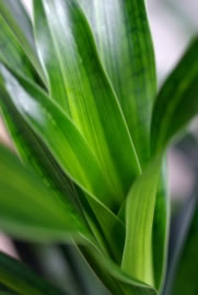 Yucca-Palme