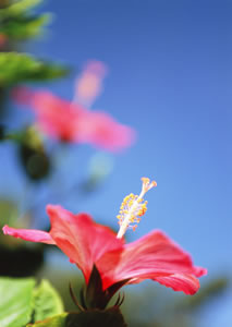 Hibiskus mit Blüte