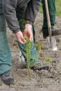 Obstbaum setzen