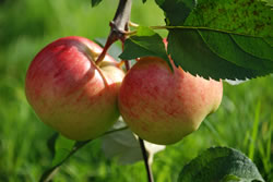 Obstbaum