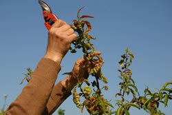 Obstbaum verschneiden