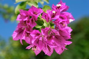 Bougainvillea Blüte