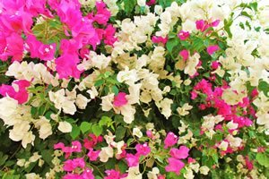 mehrere Farben der Bougainvillea