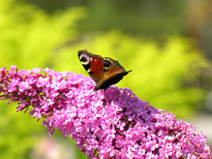 Sommerflieder