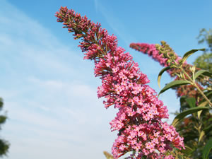 Blüte des Sommerflieders