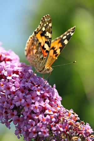 Schmetterling auf Schmetterlingsflieder