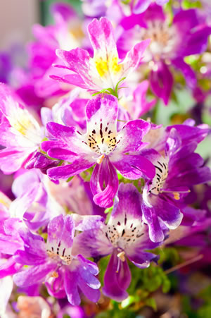 rosa Spaltblume
