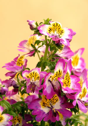 rosa Bauernorchidee