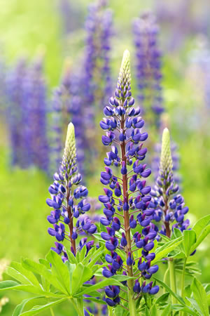 blaue Lupinen