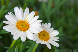 Weiße Margeriten