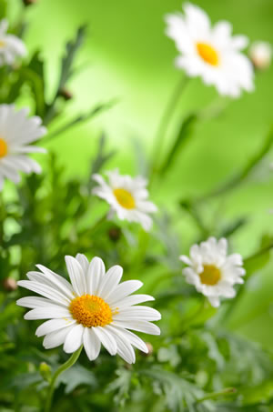 Blüten der Margerite