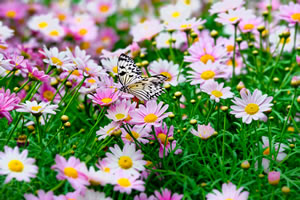 Margeriten