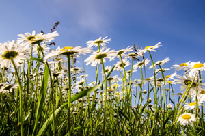 Margeriten auf der Wiese