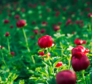 geschlossene Blüten