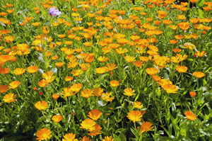 Ringelblumen im Beet